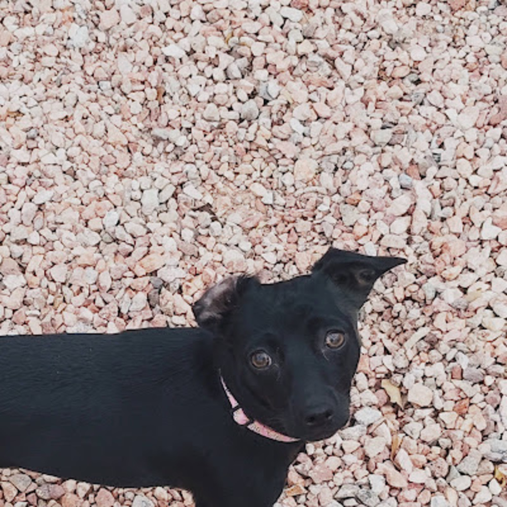 Meet your Posher, Felix